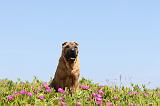 SHAR-PEI 093